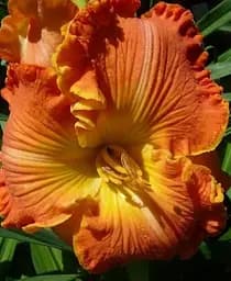 Саженец Agro-Market Лилейник Apache Sunrise 1 шт. в упаковке (181031)