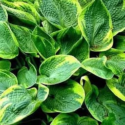 Хоста "Tokudama" 1 шт (25311) (Корневище)