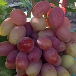 Саджанець Agro-Market Виноград Катруся Каховська (найранніший термін дозрівання, соковита, солодка ягода) 1 шт. в пакуванні (53413)