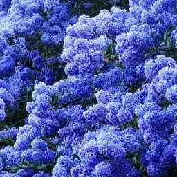 Саджанець Agro-Market Цеанотус (червонокоріннік) контейнер Р9 1 саджанець в упаковці (50730)