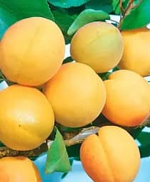 Саджанець Agro-Market Абрикос Медовий (літній сорт, середній термін дозрівання) 1 шт. в упаковці (178185)