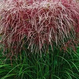 Саджанець Agro-Market Міскантус Roter Pfeil (вазон Ø17) (116410) 1 шт. в упаковці