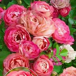 Троянда флорибунда Agro-Market Acropolis 1 шт. в упаковці (17482)