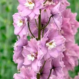 Саджанець Agro-Market Дельфініум гібридний Cherry Blossom White Bee (182206)