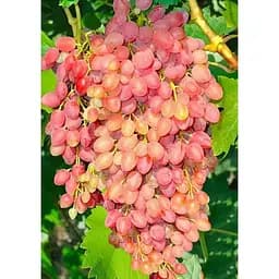 Саджанець Agro-Market Виноград Анжеліка (Ксенія) 1 шт. в упаковці (20083)