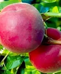 Саджанець Agro-Market Персик Глорія (літній сорт, пізній термін дозрівання) 1 шт. в упаковці (64060)