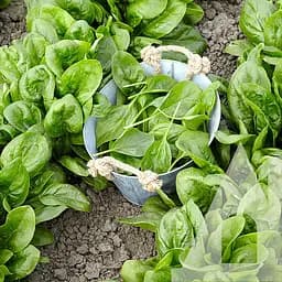 Шпинат Садиба Спірос F1, 200 шт.