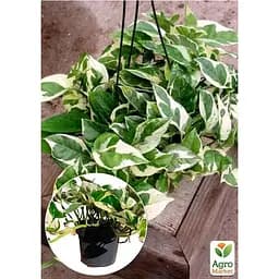 Эпипремнум Agro-Market Н-Джой 20-30 см (189013) 1 саженец в упаковке комнатный