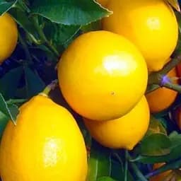 Саджанець Agro-Market Лимон Майкопський (44373) 1 шт. в упаковці