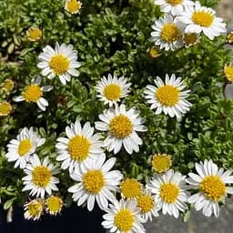 Эригерон Альпийский (мелколепестник горный) (189542) 1 саженец в упаковке