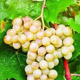 Саджанець Agro-Market Виноград Рислінг Рейн (винний сорт, пізній термін дозрівання, має тривалий термін зберігання ягід) 1 шт. в пакуванні (44309)