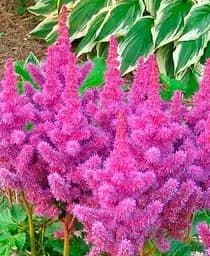 Саженец Agro-Market Астильба Amethyst 1 шт. в упаковке (176752)