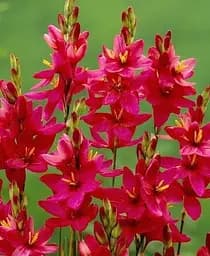 Луковица Agro-Market Иксия Venus 5 шт. в упаковке (19982)