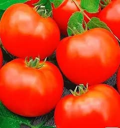 Насіння Весна на вагу Томат Таяна ціна за 2 г (178414)