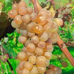 Саженец Agro-Market Виноград Платовский (очень ранний, винный) 1 шт. в упаковке (48705)