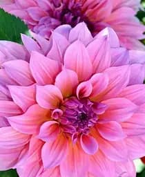 Клубень Agro-Market Георгина Rosella 1 шт. в упаковке (23552)