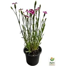 Саджанець Agro-Market Гвоздика Китайська карликова Pink Kisses (контейнер № 10 висота 10 см) (112677) 1 шт. в упаковці - мініатюра 2