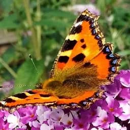 Саджанець Agro-Market Буддлея Давида Berries and Cream С2 (висота 20-40см) (182234)