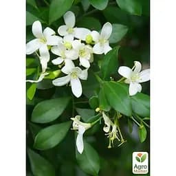 Мурайя волотиста Agro-Market (Апельсиновий Жасмин ) (42992) 1 саджанець в упаковці 