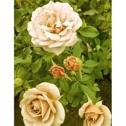 Саджанець Agro-Market Троянда чайно-гібридна Лакшері (Luxury) (клас АА +) (15981) 1 шт. - мініатюра 4