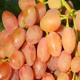 Саджанець Agro-Market Виноград Лавина (ранній, маса грони 800-1600 гр маса ягоди 18-25 гр) (50822) 1 шт. в пакуванні