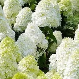 Саджанець Agro-Market Гортензія волотиста 2-х річна Polar Bear висота саджанця 25-45см (62102)