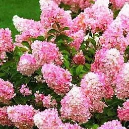 Саджанець Agro-Market Гортензія 3-х річна волотиста Vanille Fraise (61515)