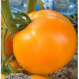 Насіння Весна на вагу Томат Апельсин ціна за 1 г (13308)