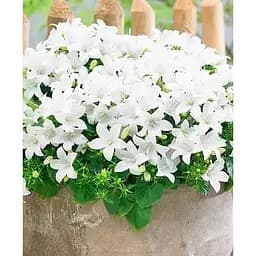 Луковица Agro-Market Кампанула цветущая Isophylla Atlanta White (178711) 1 шт.