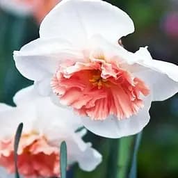 Нарцисс "Precocious" 2 шт (43147)