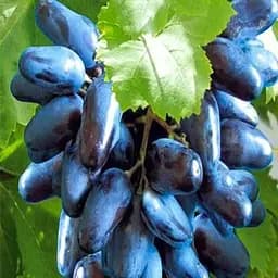 Саджанець Agro-Market Виноград Блек Фінгер (кишмиш) 1 шт. в пакуванні (44451)