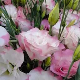 Эустома махровая "Dream White Pink" укоренена в контейнере Р9 (51990) 1 саженец