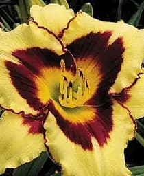 Саджанець Agro-Market Лілійник El Desperado 1 шт. в упаковці (40975)