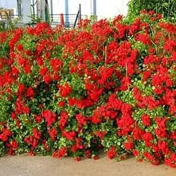 Роза штамбовая Agro-Market Scarlet саженец класса АА+ высший сорт 1 шт. в упаковке (36256)