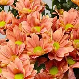 Хризантема мультифлора куляста "Frejus Orange" (189652) 1 саженец