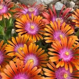 Саджанець Agro-Market Делосперма (квітучий сукулент) Fire Spinner (99984)