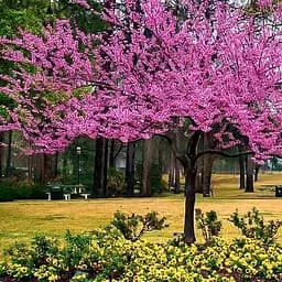 Церцис канадский Agro-Market 5-летний Cercis canadensis С5 высота 40-50 см 187478 1 саженец в упаковке