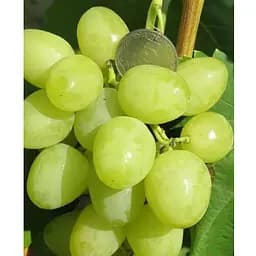 Саженец Agro-Market Виноград Нельсон (ультраранный сладкий мускат) (184241) 1 шт.