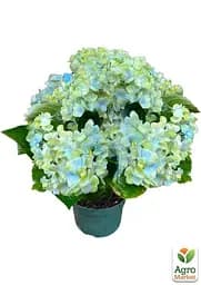 Саджанець Agro-Market LMTD Гортензія крупнолиста квітуча 3-х річна Magical Revolution Blue (30-40см) (62419) - мініатюра 2