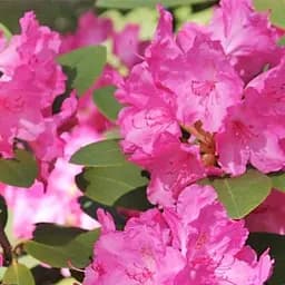 Саджанець Agro-Market Рододендрон гібридний Lumina (Люміна) (177745)