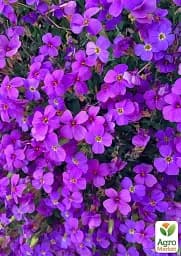 Саджанець Agro-Market Обрієта Purple Cascade (контейнер Р9) 1 шт. в упаковці (179195) - мініатюра 2