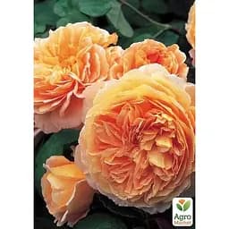 Троянда англійська Agro-Market Princess Margaret саджанець класу АА+ вищий сорт 1 шт. в упаковці (181453) - мініатюра 2