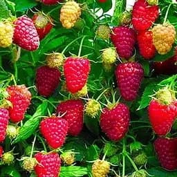 Малина Agro-Market "Бриллиантовая" (ремонтантный крупноплодный сорт) 1-летний саженец (189482) 1 шт в упаковке