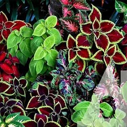 Колеус Блюма Садиба Еверест 0.02 г