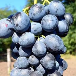 Саженец Agro-Market Виноград Барон (большая мясистая ягода, средне-ранний срок созревания) 1 шт. в упаковке (155224)