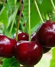 Саджанець Agro-Market Вишня Афродіта (літній сорт, середній термін дозрівання) 1 шт. в упаковці (101903)