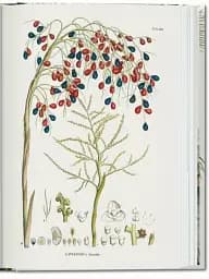 The Book of Palms - мініатюра 7