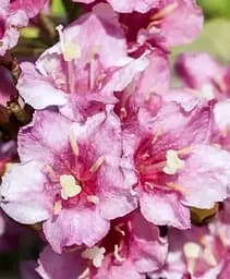 Саджанець Agro-Market Вейгела Wings Of Fire (166335) 1 шт. в упаковці