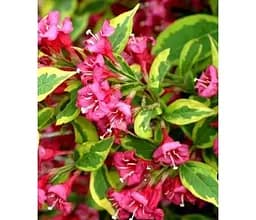 Саджанець Agro-Market Вейгела Brigella (Строкалиста) (154007) 1 шт. в упаковці