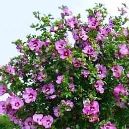 Саджанець Agro-Market Гібіскус сирійський фіолетовий Гармонія (Harmony) (24086)